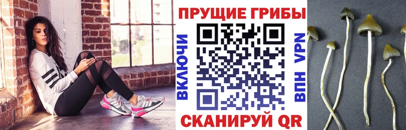 где купить наркоту  Сураж  Псилоцибиновые грибы MAGIC MUSHROOMS 